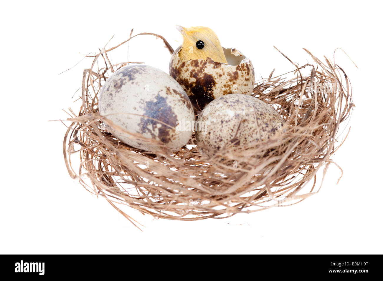 Poussin de pâques en nid isolé sur fond blanc Banque D'Images