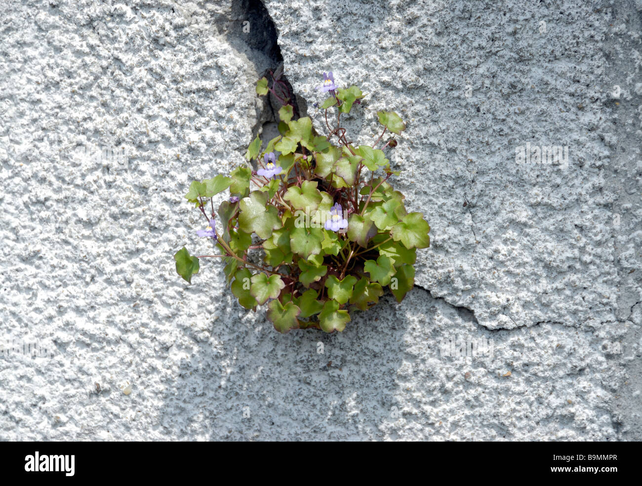 Une plante à feuilles de lierre (linaire Cymbalaria muralis) pousse à partir d'une fissure dans un mur de béton peint en blanc. Banque D'Images