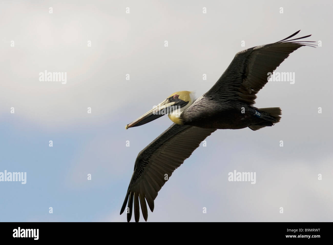 Pélican brun en vol - Captiva Island, Floride Banque D'Images