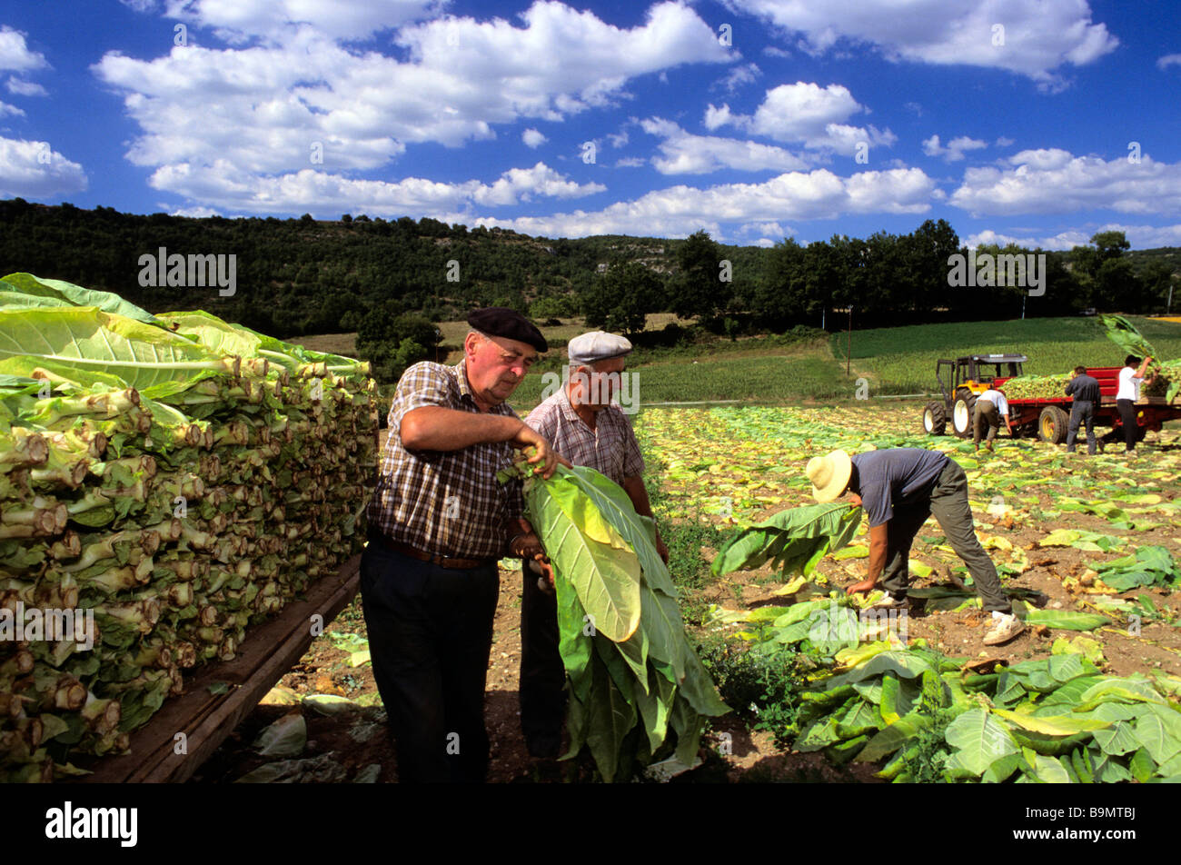 France, Lot, Vallée du Lot, récolte du tabac Banque D'Images