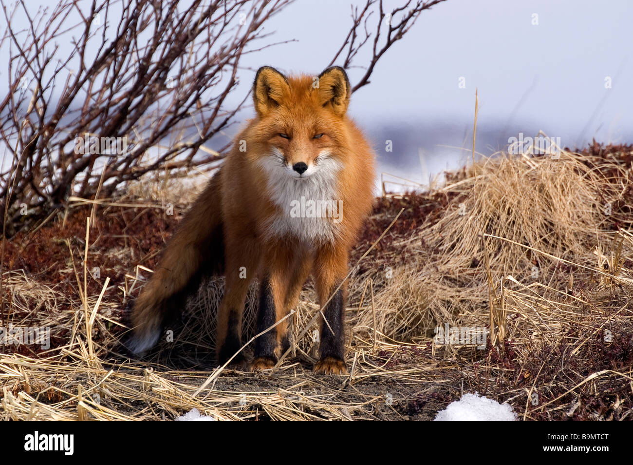 Le renard roux (Vulpes vulpes) Banque D'Images