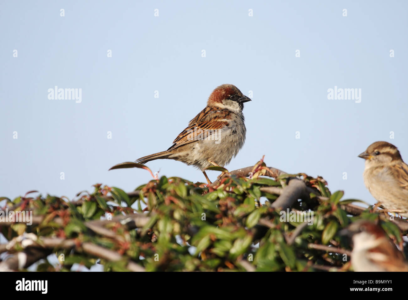 Moineau domestique Passer domesticus mâle contre un ciel bleu Banque D'Images