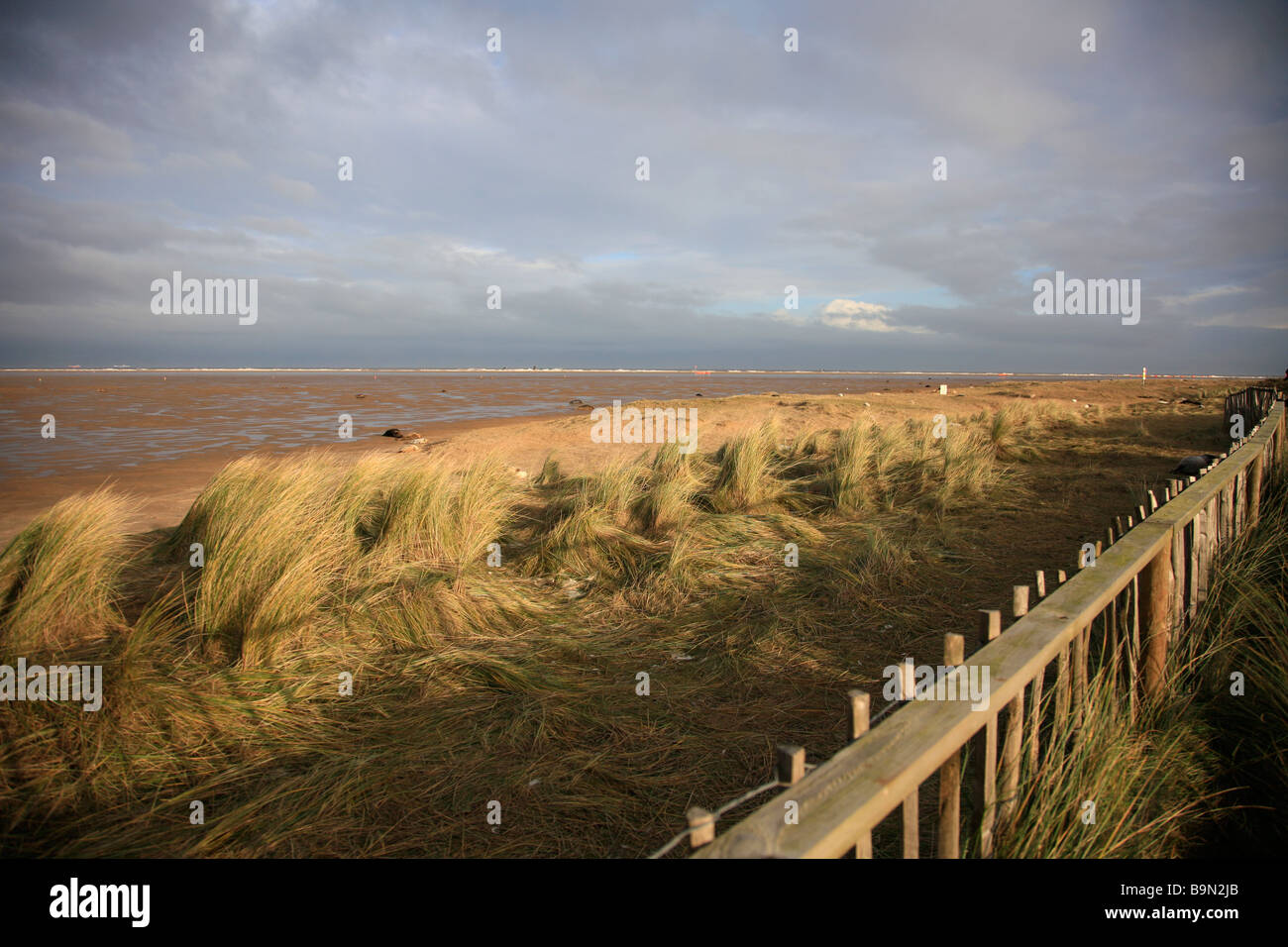 L'Atlantique Nord colonie de phoques gris Halichoerus grypus Donna Nook secteur de bombardement de la RAF National Nature Reserve Lincolnshire England UK Banque D'Images