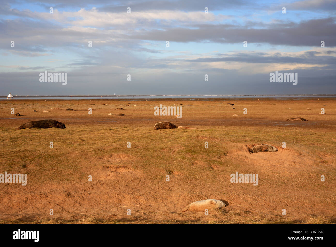 L'Atlantique Nord colonie de phoques gris Halichoerus grypus Donna Nook secteur de bombardement de la RAF National Nature Reserve Lincolnshire England UK Banque D'Images
