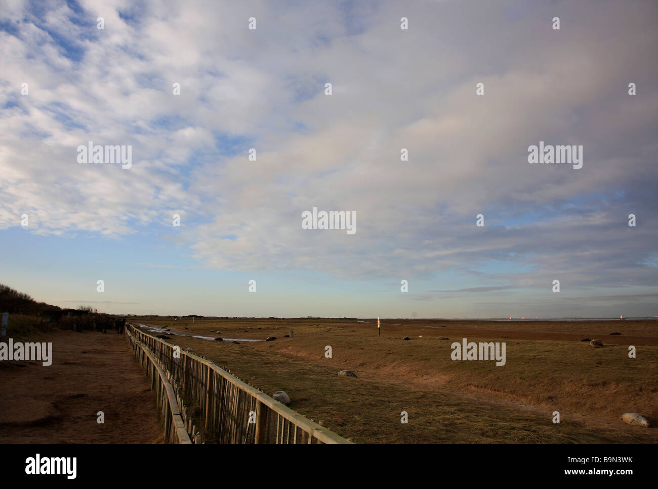 L'Atlantique Nord colonie de phoques gris Halichoerus grypus Donna Nook secteur de bombardement de la RAF National Nature Reserve Lincolnshire England UK Banque D'Images