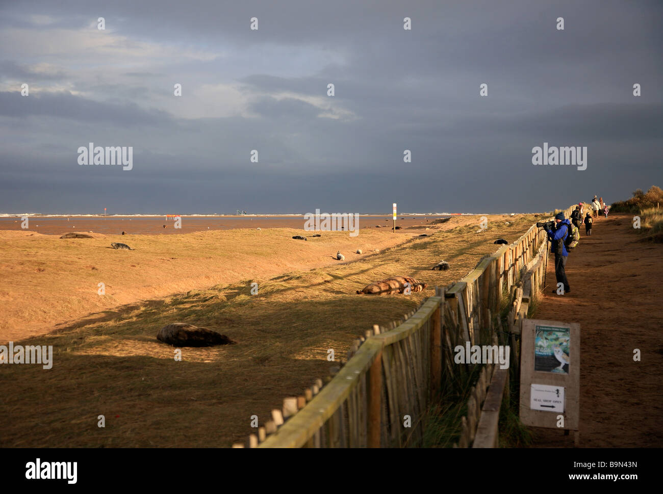 L'Atlantique Nord colonie de phoques gris Halichoerus grypus Donna Nook secteur de bombardement de la RAF National Nature Reserve Lincolnshire England UK Banque D'Images