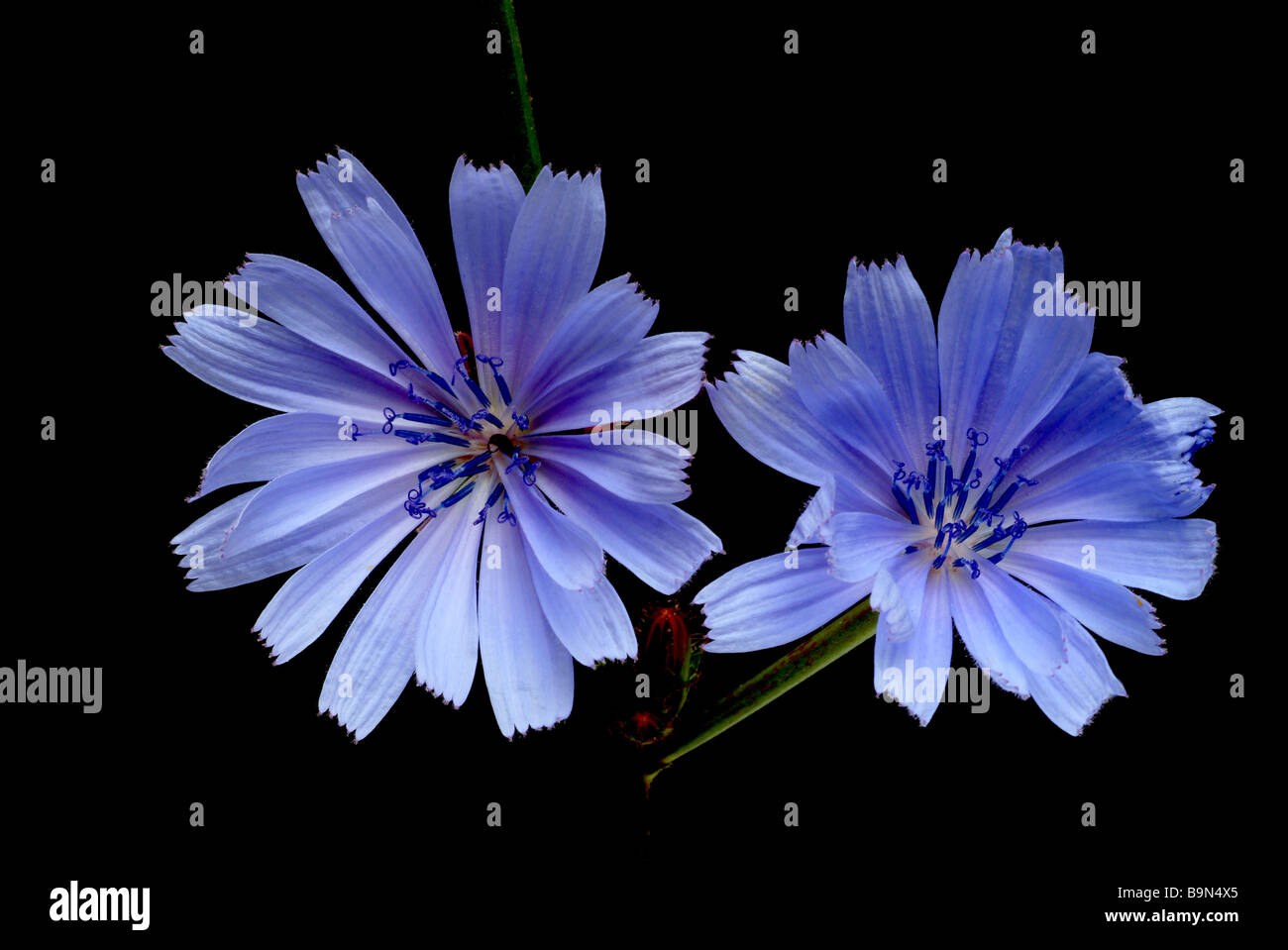 Plantes médicinales Wegwarte Blauwarte Zichorie daisy bleu chicorée chicorée Cichorium intybus commune Banque D'Images Plantes médicinales Wegwarte Blauwarte Zichorie daisy bleu chicorée chicorée Cichorium intybus commune Banque D'Images
