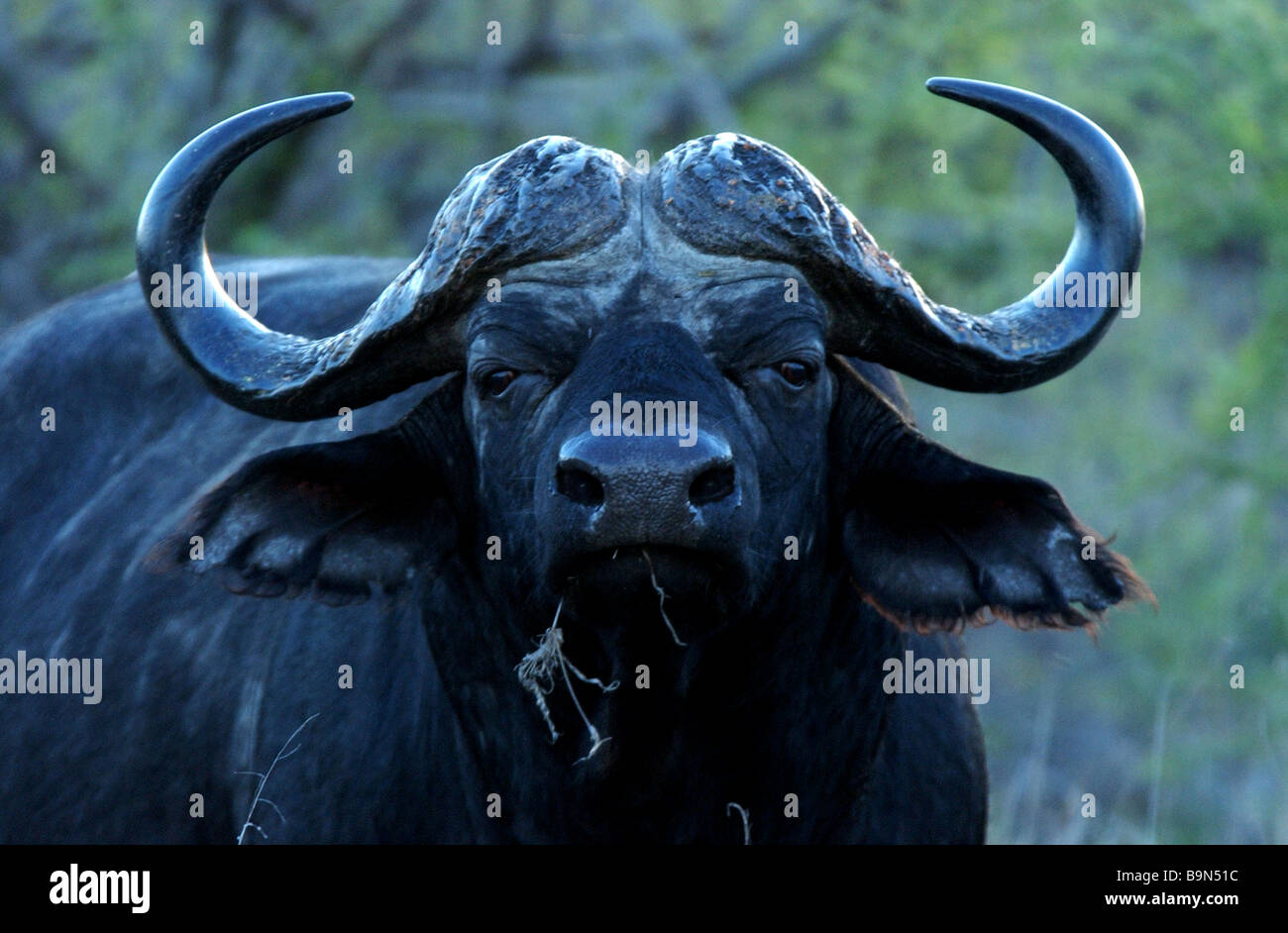 Buffle L'UN DES "cinq grands" et probablement l'UN DES PLUS DANGEREUX ANIMAUX EN AFRIQUE EN PHOTO EN AFRIQUE DU SUD Banque D'Images