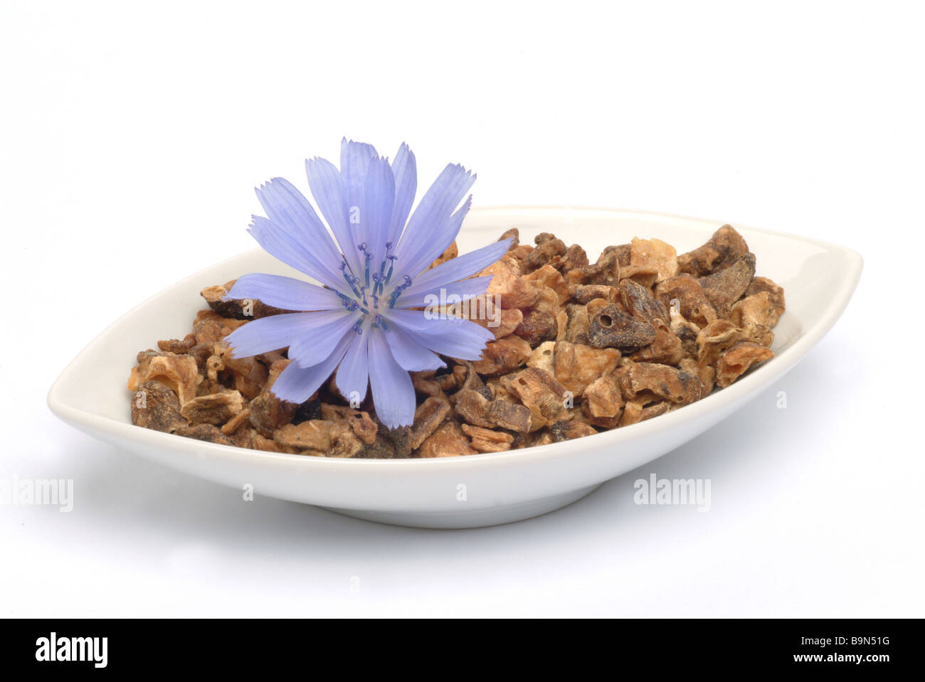 Plantes médicinales Wegwarte Blauwarte Zichorie daisy bleu chicorée chicorée Cichorium intybus commune Banque D'Images Plantes médicinales Wegwarte Blauwarte Zichorie daisy bleu chicorée chicorée Cichorium intybus commune Banque D'Images