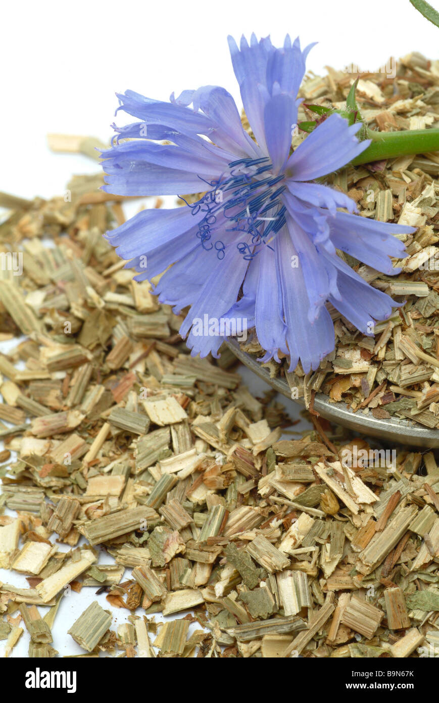 Herbe séchée de la plante médicinale Wegwarte Blauwarte Zichorie daisy bleu chicorée chicorée Cichorium intybus commune Banque D'Images Herbe séchée de la plante médicinale Wegwarte Blauwarte Zichorie daisy bleu chicorée chicorée Cichorium intybus commune Banque D'Images