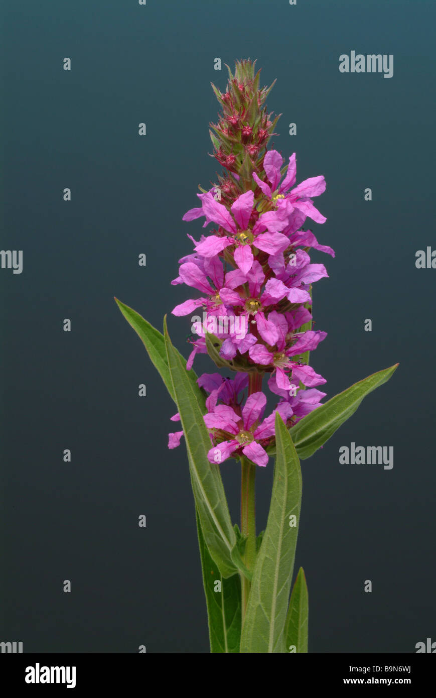 Plantes médicinales Blutweiderich salicaire salicaire Lythrum salicaria Banque D'Images