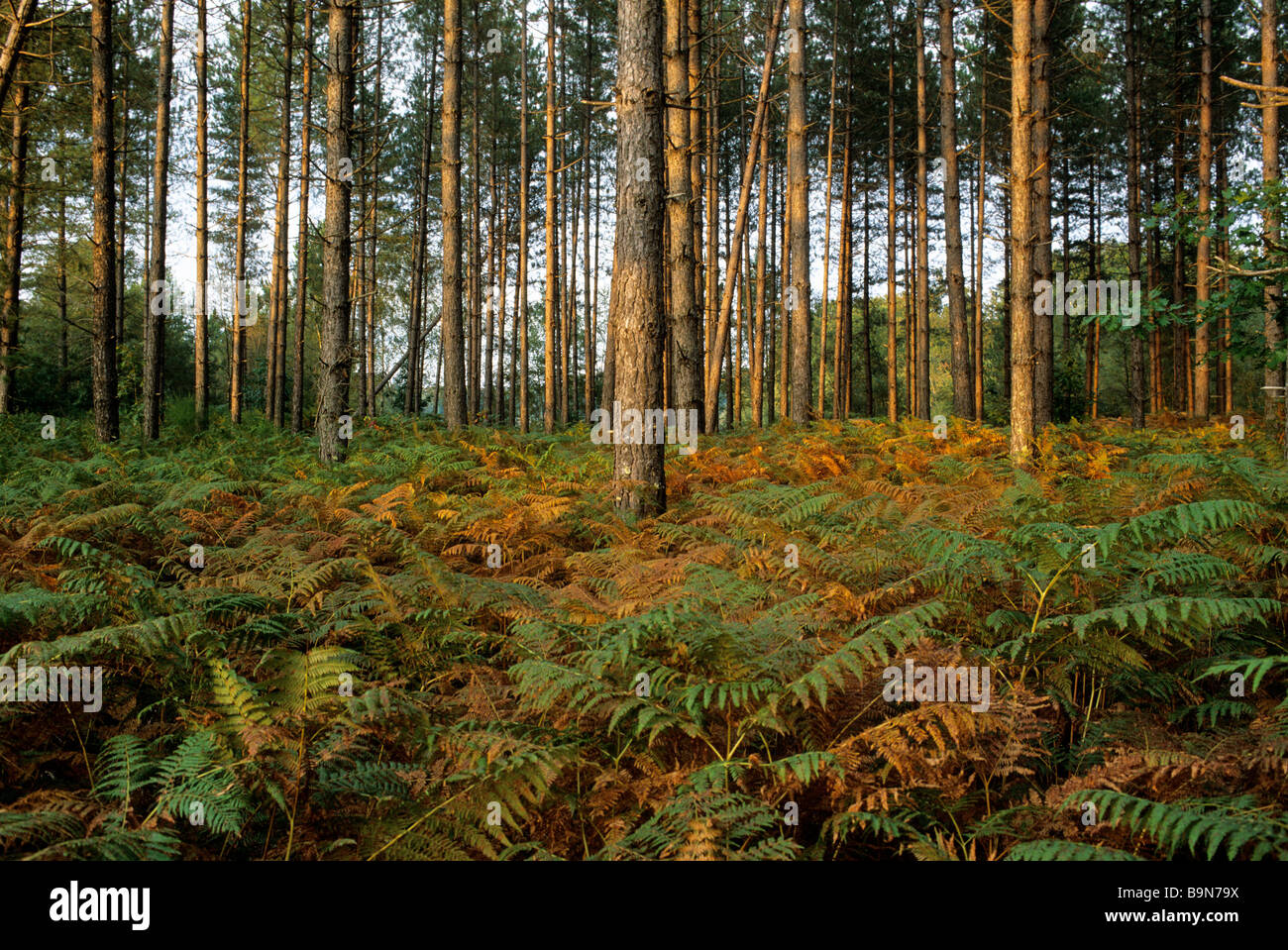 France, Loir et Cher, Sologne, à la Ferte Beauharnais, sous-bois de pins couverts de fougères Banque D'Images