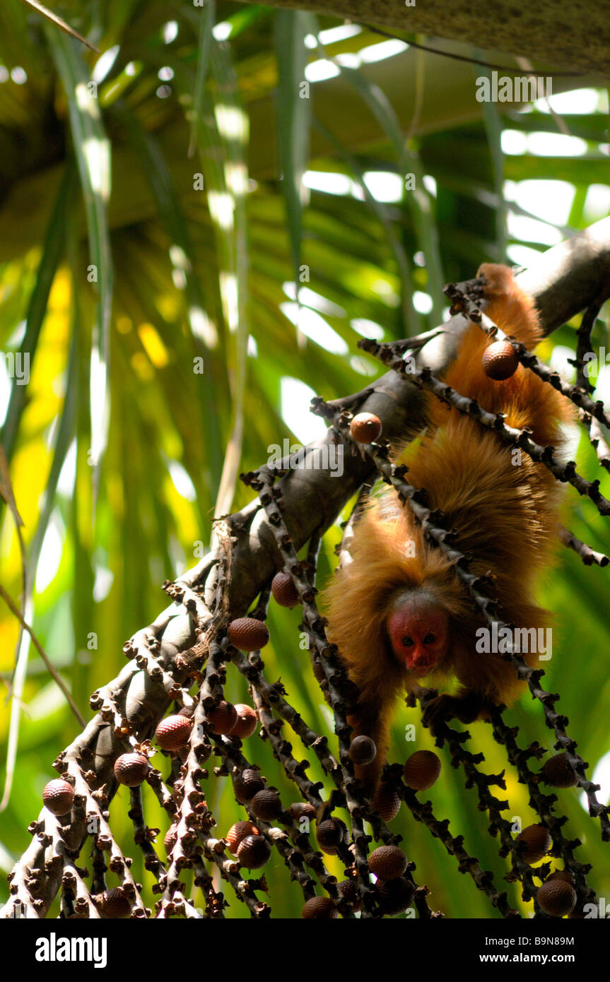 Singe Cacajao calvus uakari rouge sauvage de la rivière Yavari ucayalii Pérou Banque D'Images