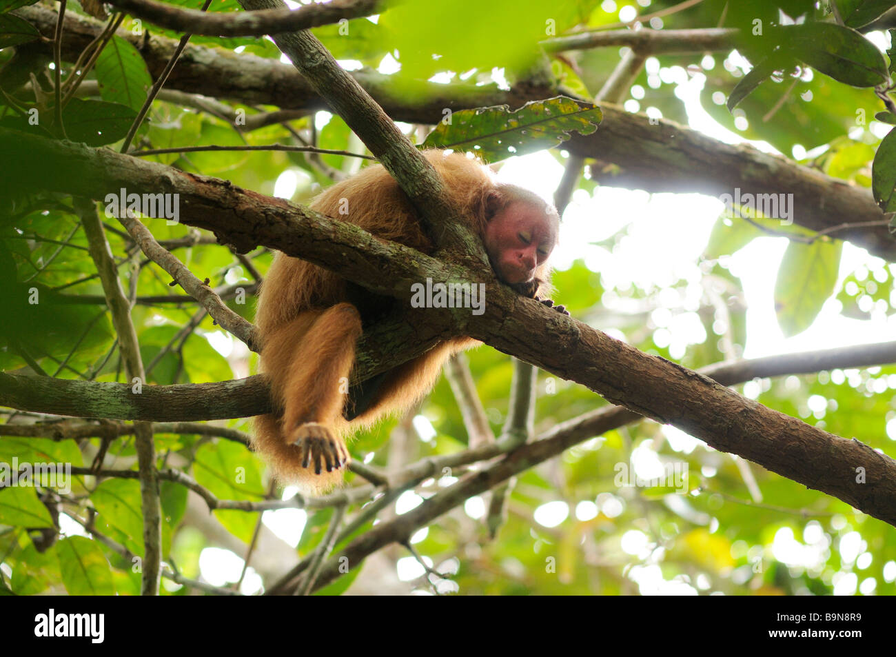 Singe Cacajao calvus uakari rouge sauvage de la rivière Yavari ucayalii Pérou Banque D'Images