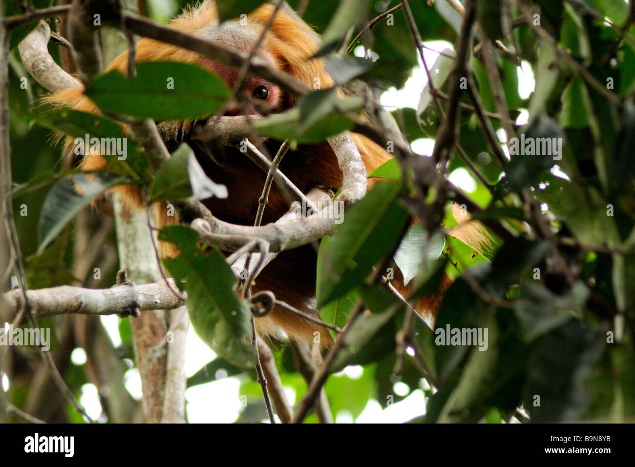 Singe Cacajao calvus uakari rouge sauvage de la rivière Yavari ucayalii Pérou Banque D'Images