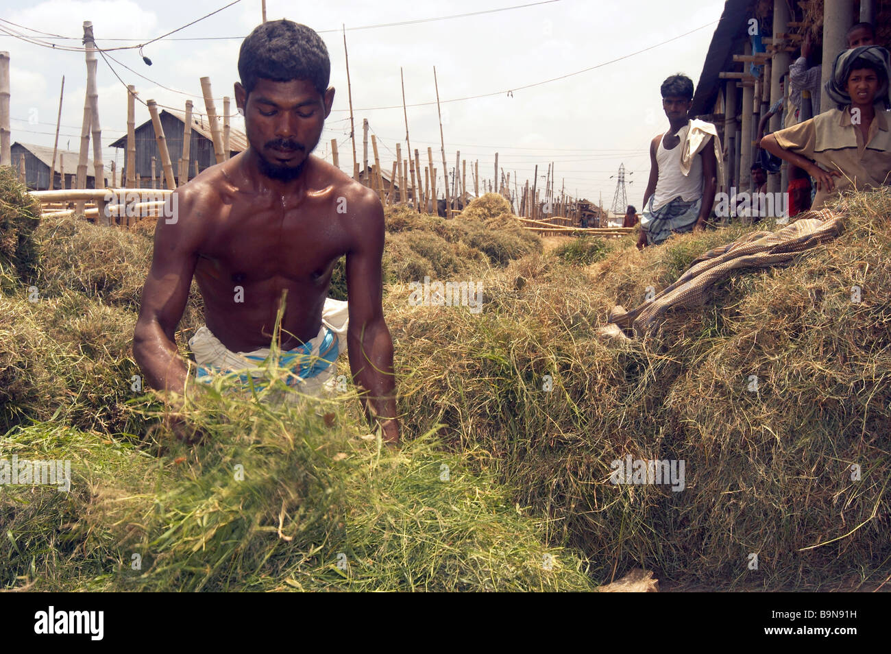 Homme dur travail de la main-d'herbe foin pile de la pauvreté Banque D'Images