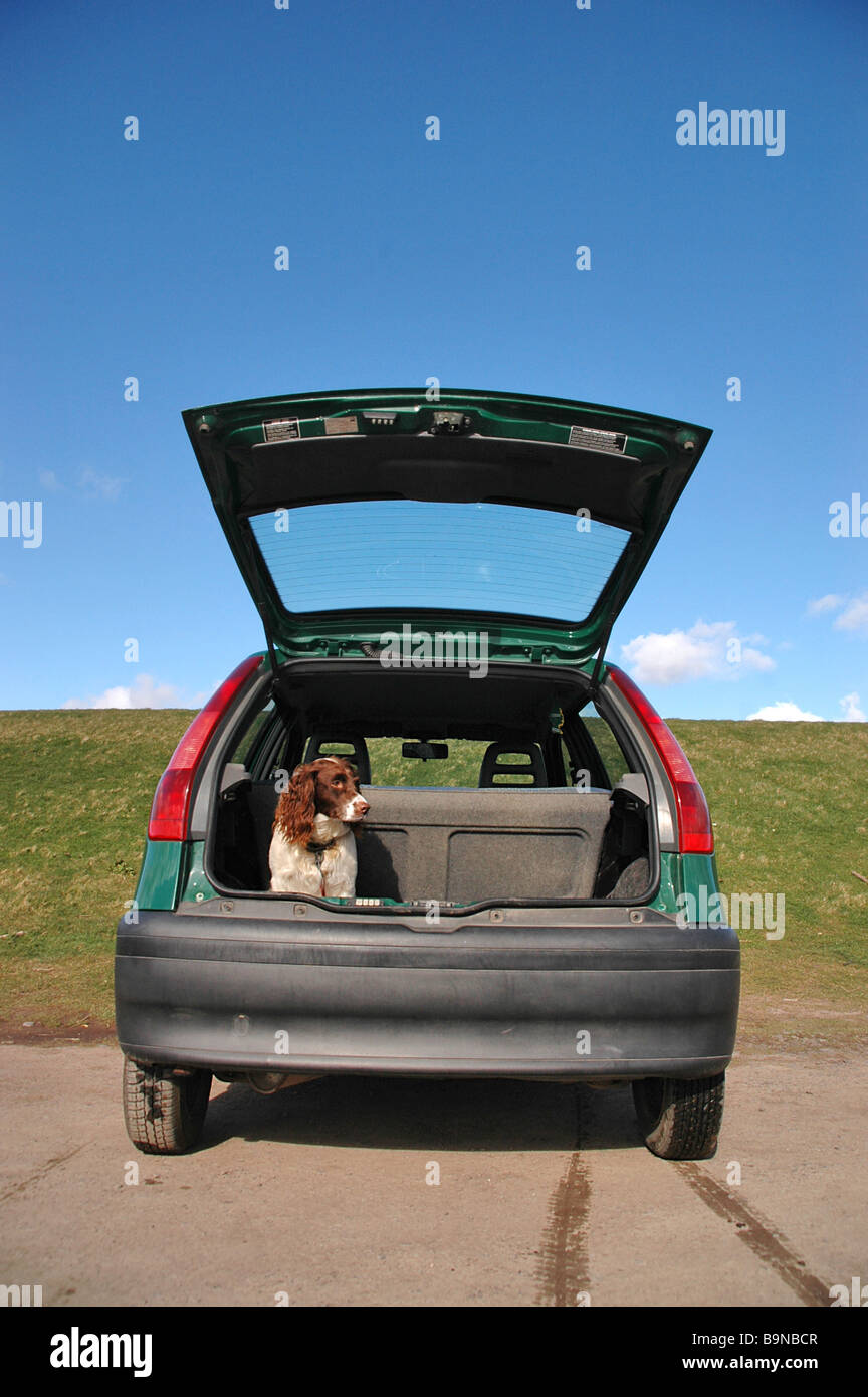 Un chien attend patiemment et avec obéissance dans une voiture ouverte boot avant d'être appelé à la raison. Banque D'Images