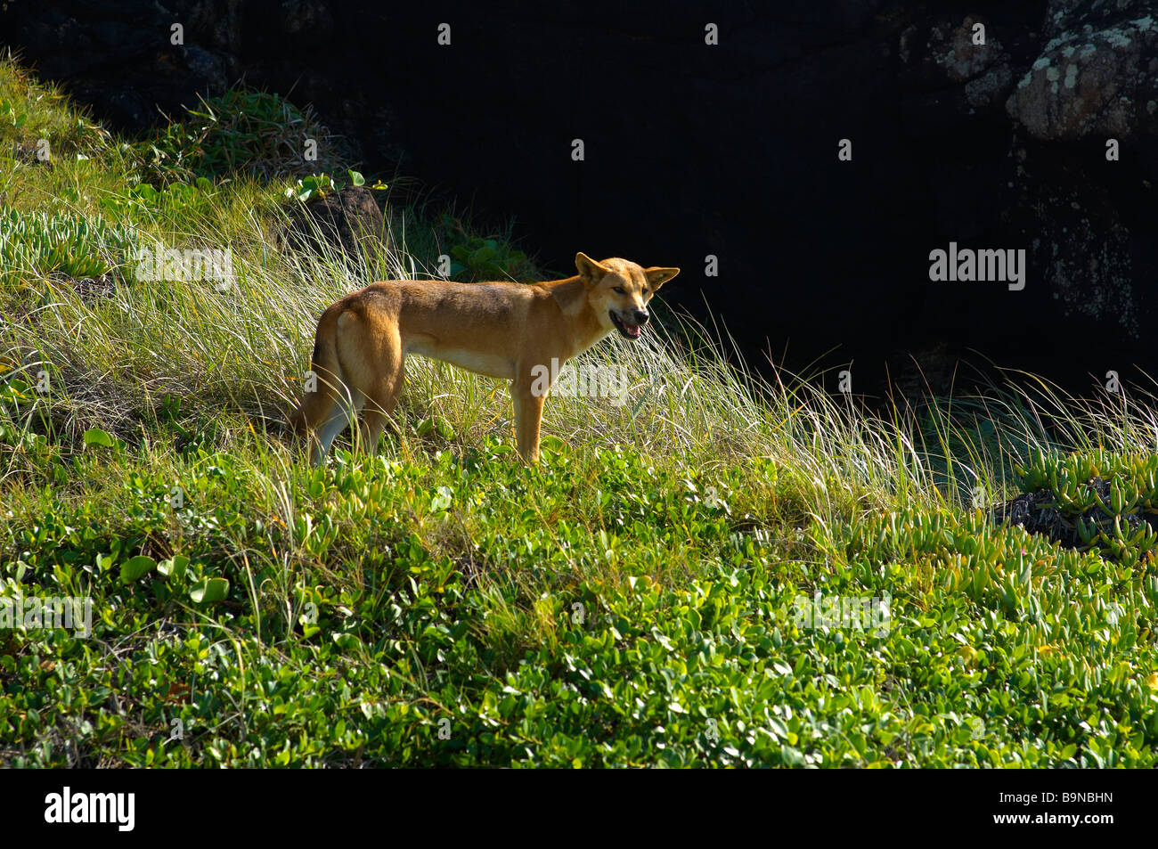 Dingo sur Fraser Island Queensland Australie Banque D'Images