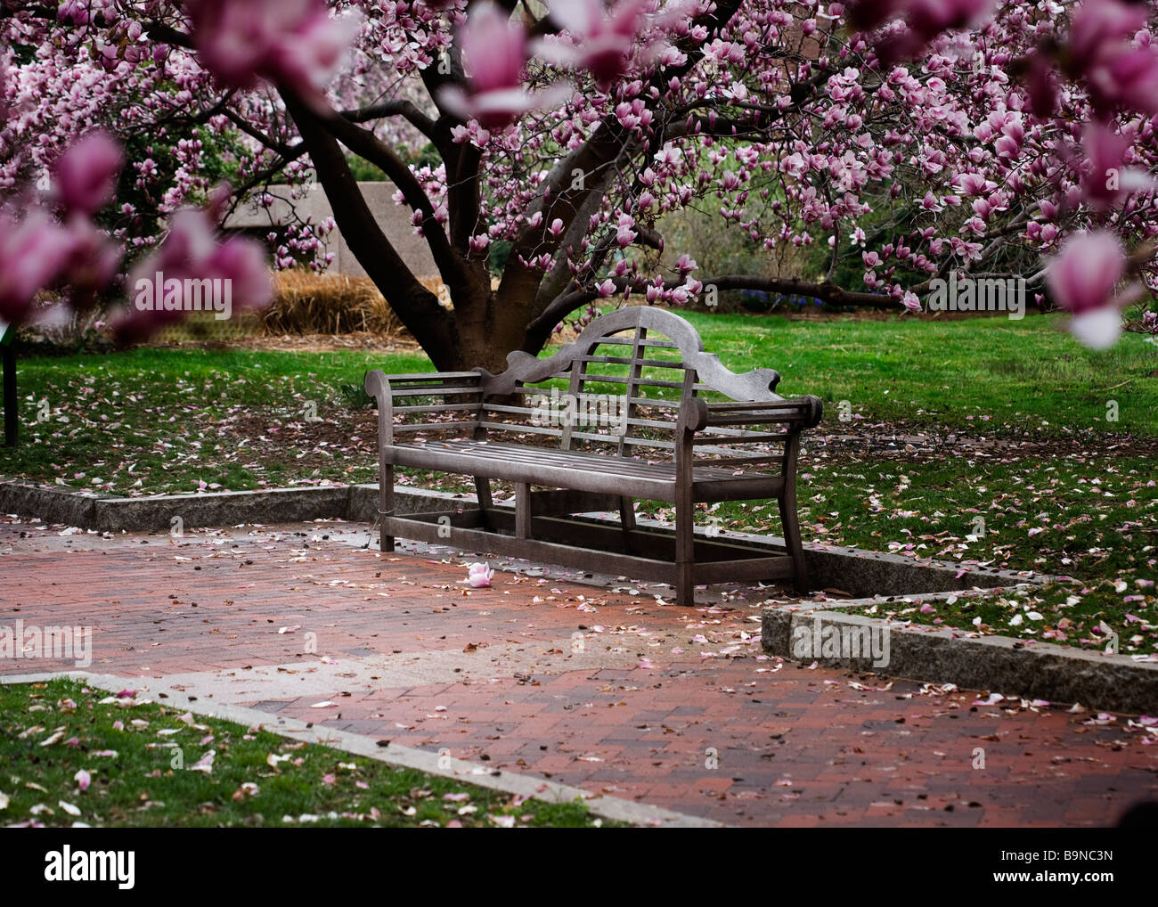 Saucer Magnolia bloom(Magnolia denudata) et banc en bois ouvragé Banque D'Images