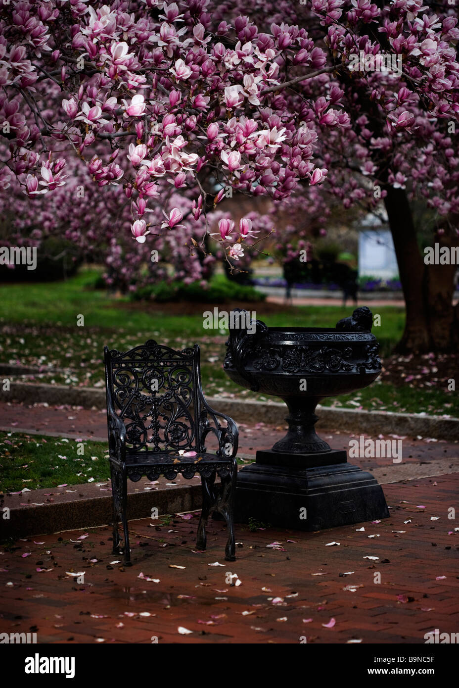 Saucer Magnolia arbre fleurit(Magnolia denudata) Magnoliaceae et fer ornemental président avec le semoir Banque D'Images
