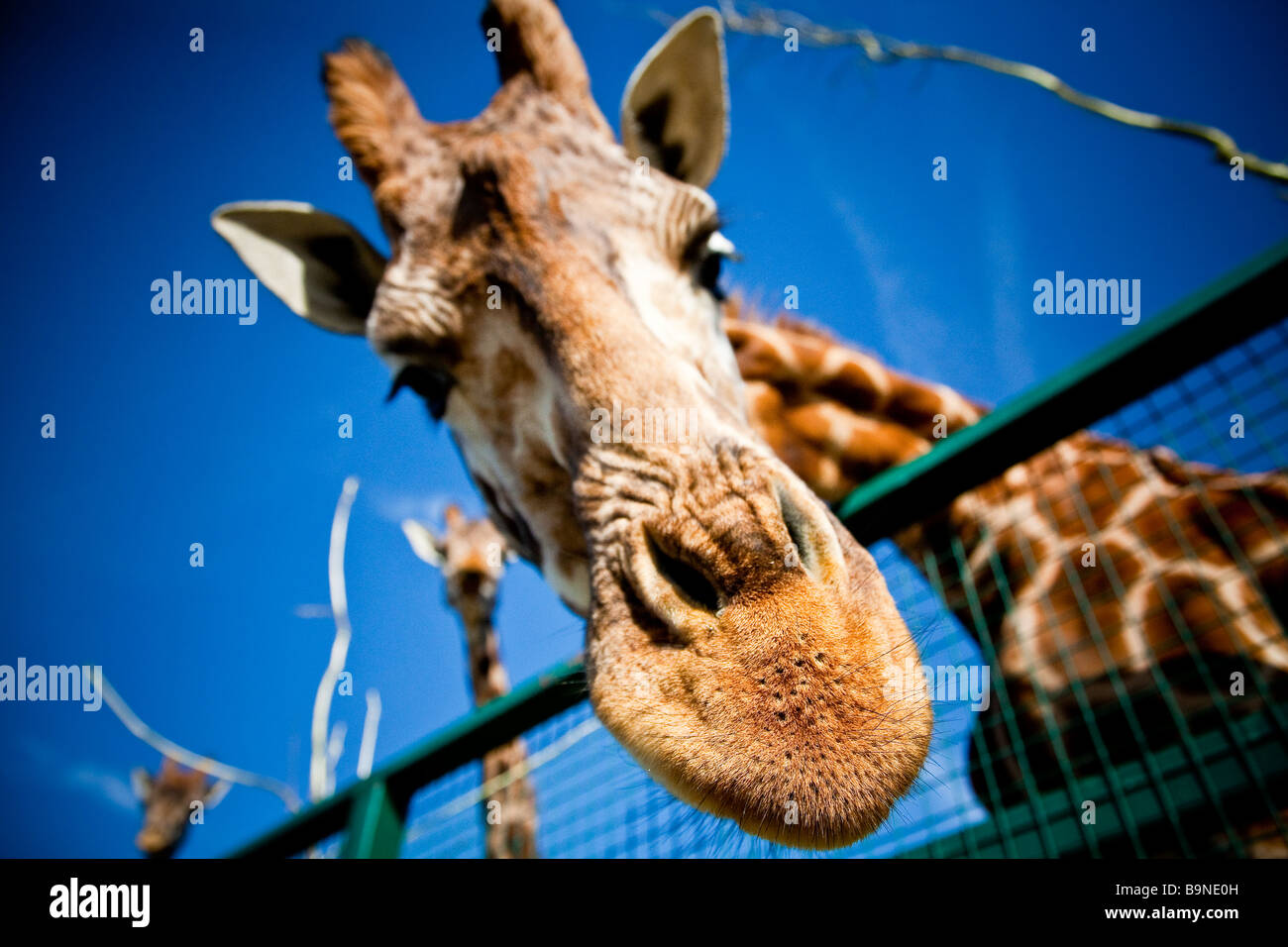 Girafe sympathique en captivité Banque D'Images