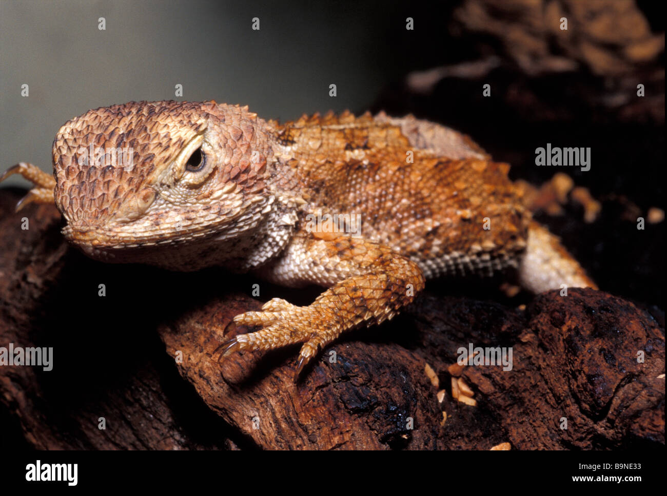 Gibber Earless Dragon Tympanocryptis intima, Australie, Agamidae Banque D'Images