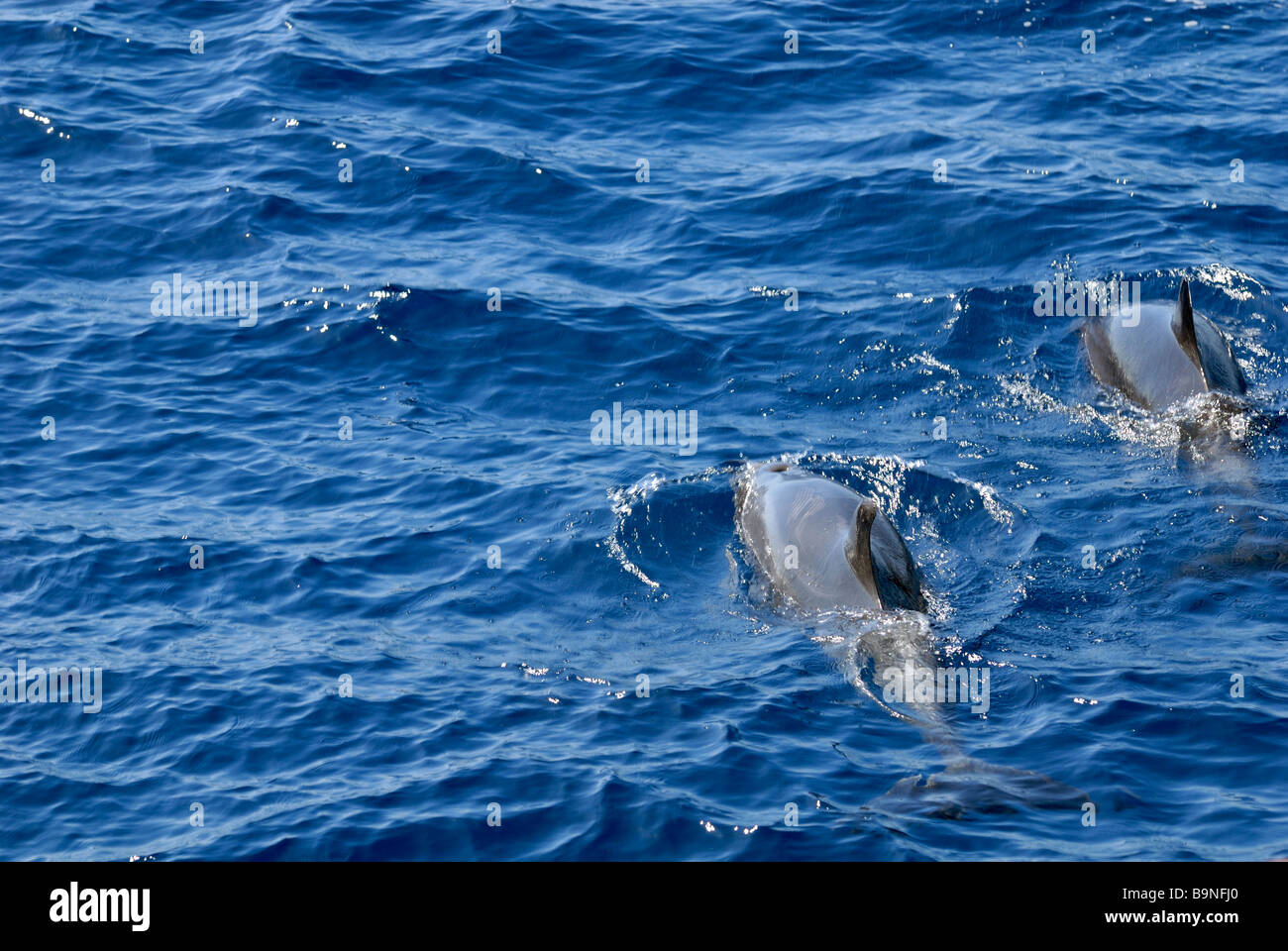 Les Dauphins tachetés de l'Atlantique, Stenella frontalis, trouvés sur le voyage de recherche de dauphin. Puerto Rico, Gran Canaria, Îles Canaries Banque D'Images