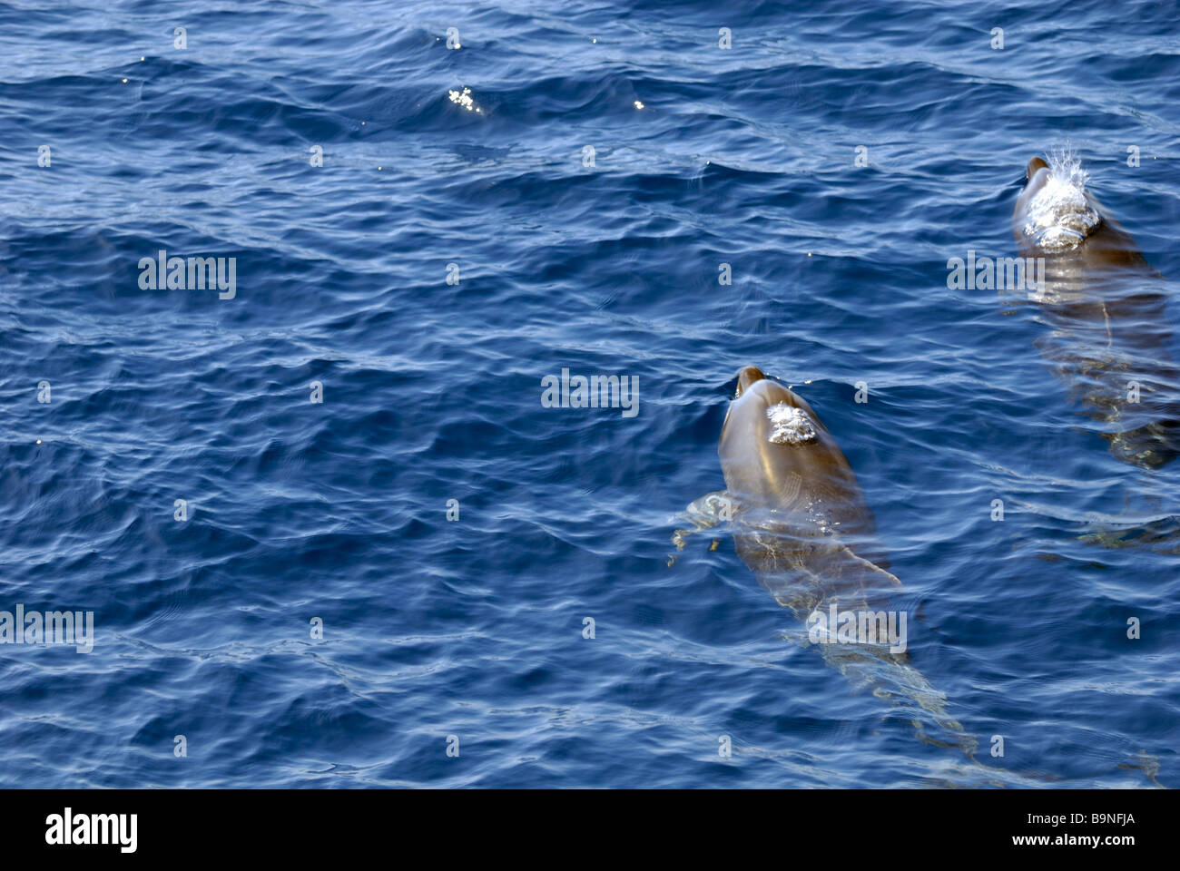 Les Dauphins tachetés de l'Atlantique, Stenella frontalis, trouvés sur le voyage de recherche de dauphin. Puerto Rico, Gran Canaria, Îles Canaries Banque D'Images