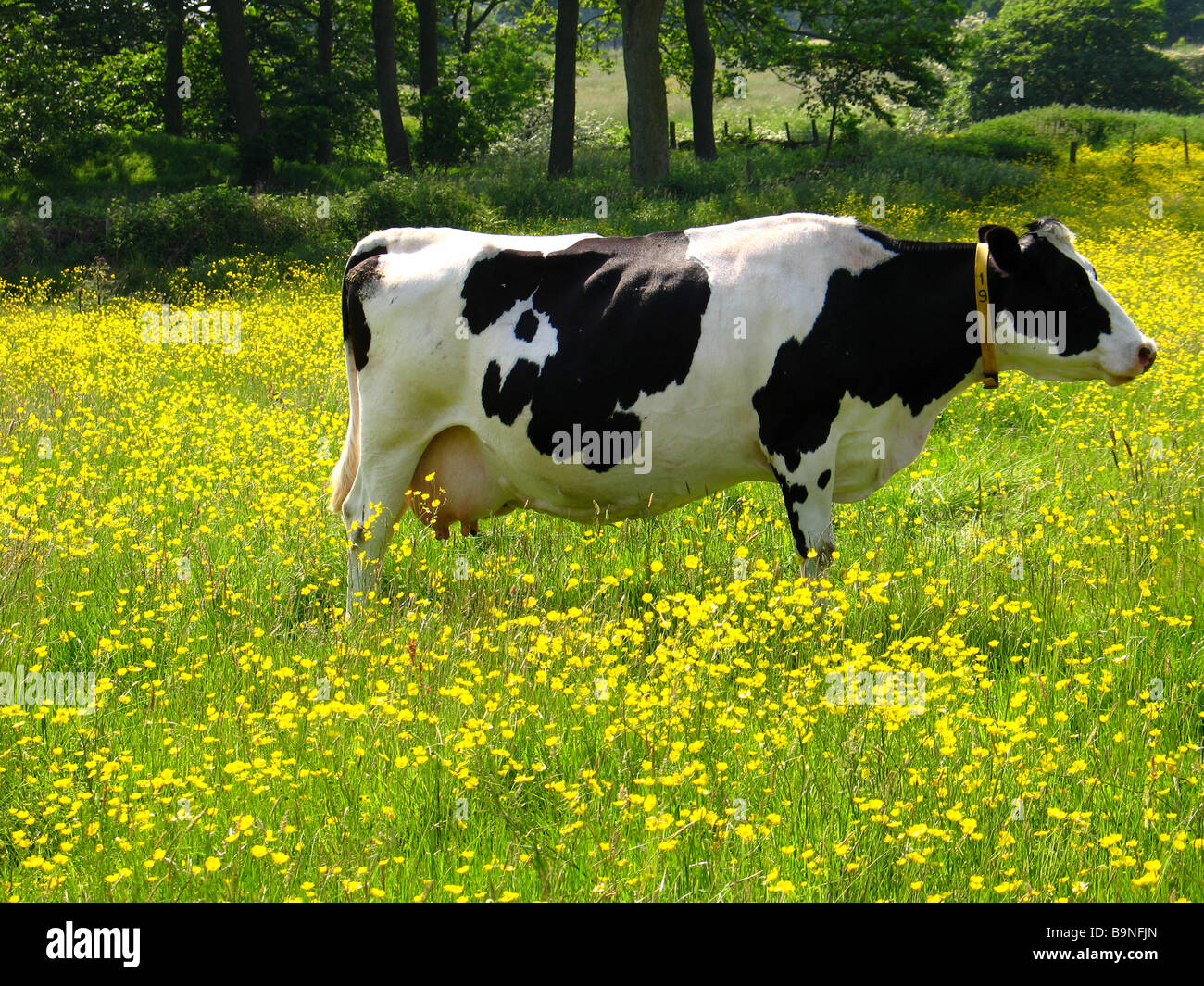 Vache dans un pâturage pâturage vache frisonne dans un pâturage de renoncule Banque D'Images