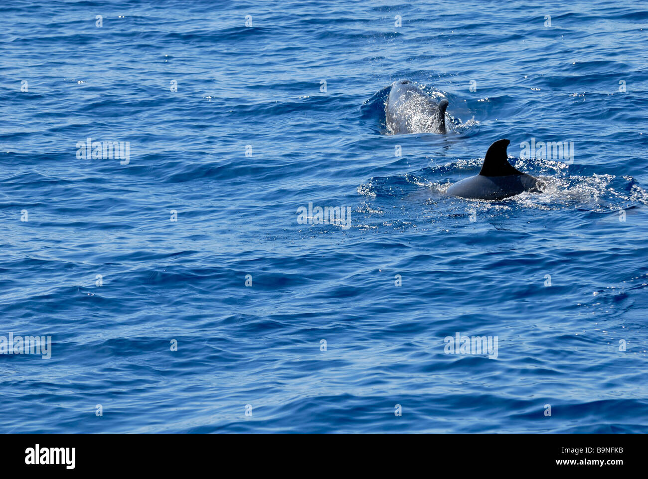 Les Dauphins tachetés de l'Atlantique, Stenella frontalis, trouvés sur le voyage de recherche de dauphin. Puerto Rico, Gran Canaria, Îles Canaries Banque D'Images