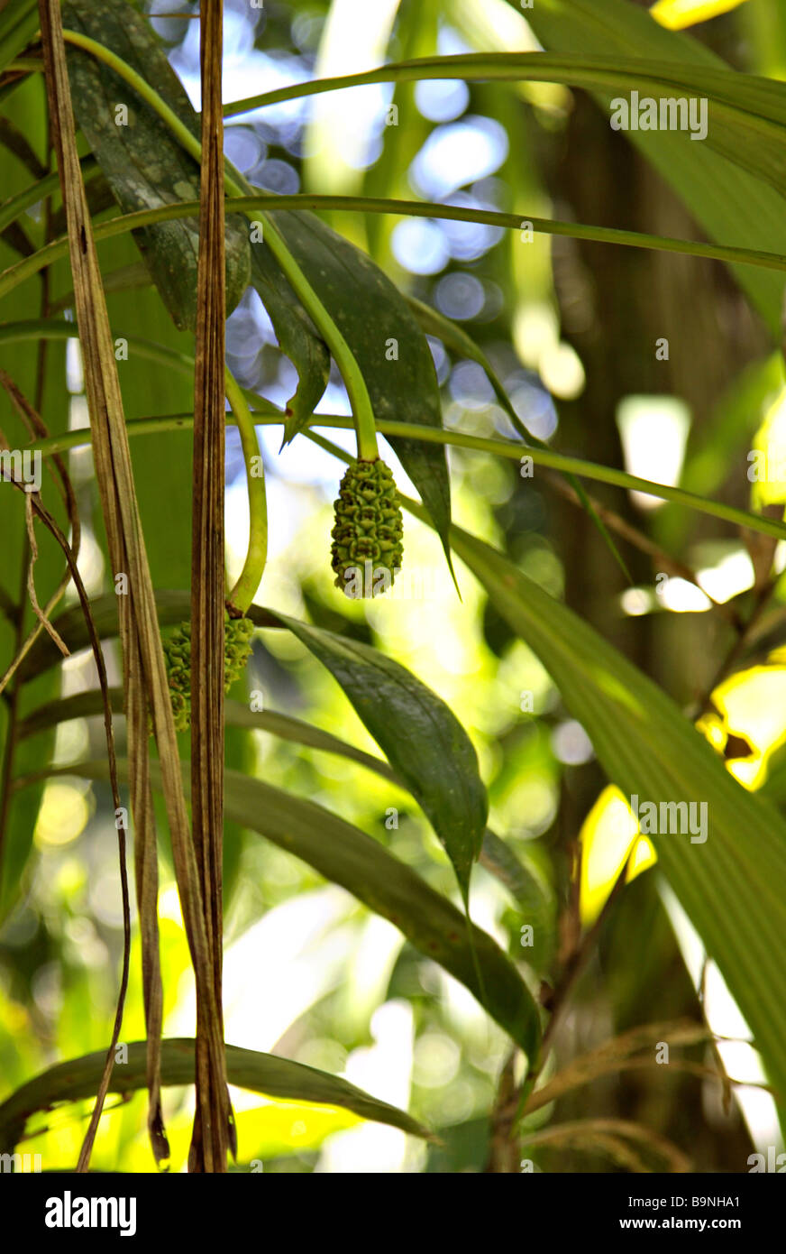 Les plantes tropicales dans la Forêt Tropicale Atlantique Ecoparque de una Bahia Brésil Amérique du Sud Banque D'Images