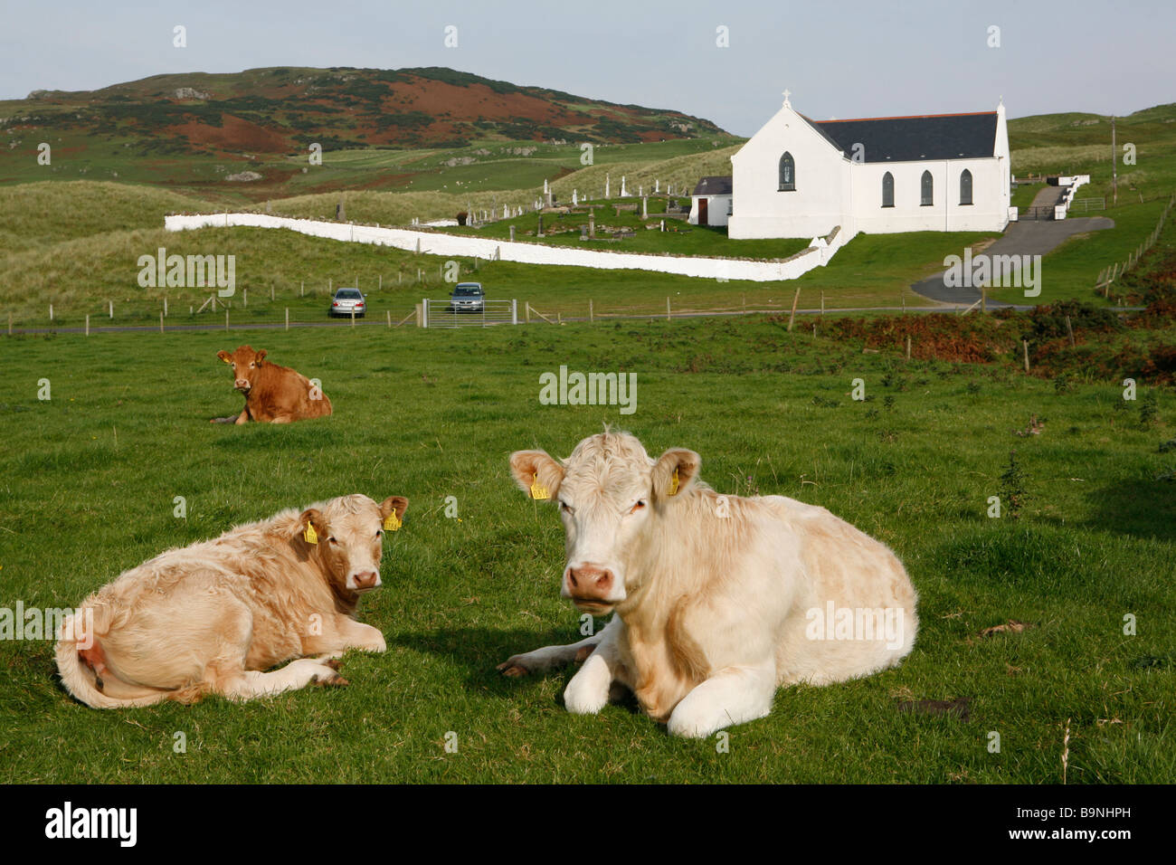Les vaches avant l'église, Donegal, Irlande. Banque D'Images