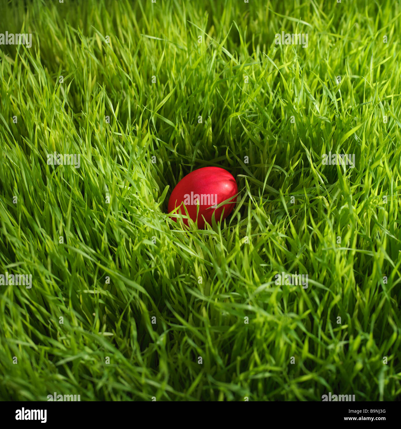 Oeuf de Pâques rouge caché dans l'herbe Banque D'Images