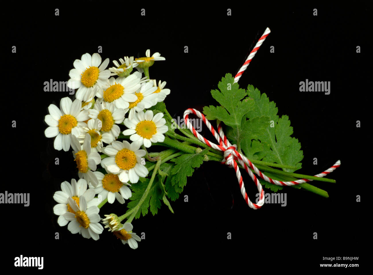 Les fleurs de la plante médicinale Mutterkraut Fieberkraut Chrysanthemum parthenium Grande camomille Tanacetum parthenium Banque D'Images