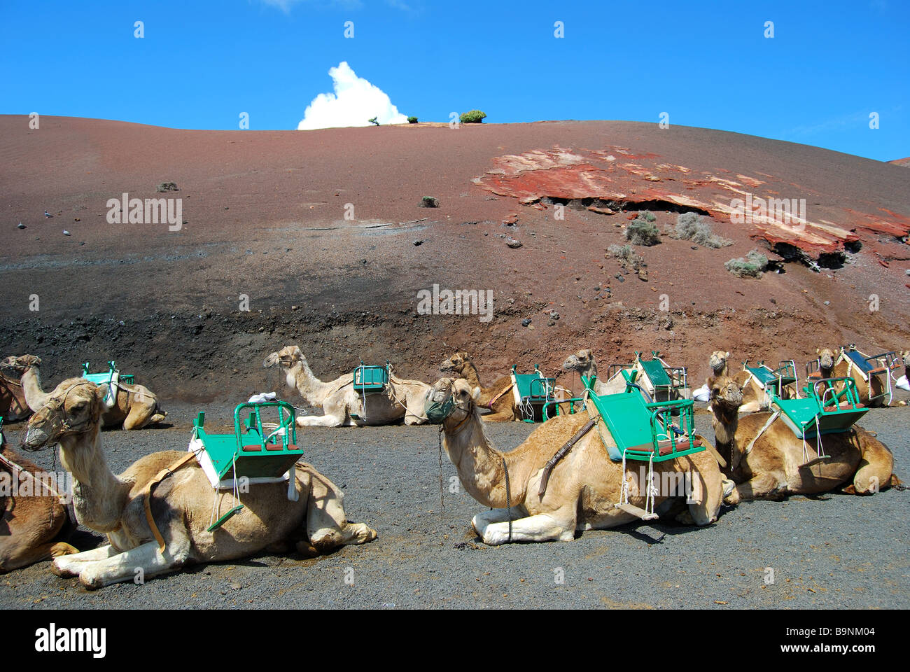 Promenades en chameau, le Parc National de Timanfaya, Lanzarote, îles Canaries, Espagne Banque D'Images