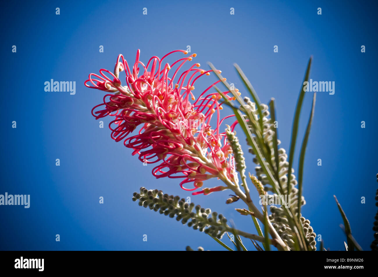 La flore australienne typique un Red Grevillea Banksii famille Proteaceaein Automne à Balmain a également appelé à Hawaii Kahili flower Banque D'Images