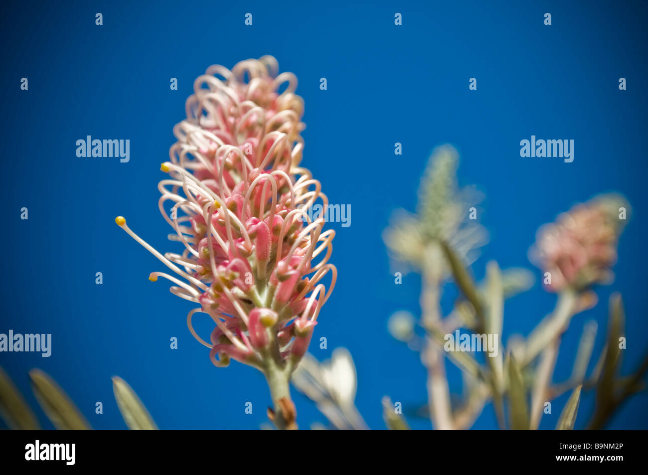 La flore australienne typique un Red Grevillea Banksii famille Proteaceaein Automne à Balmain a également appelé à Hawaii Kahili flower Banque D'Images