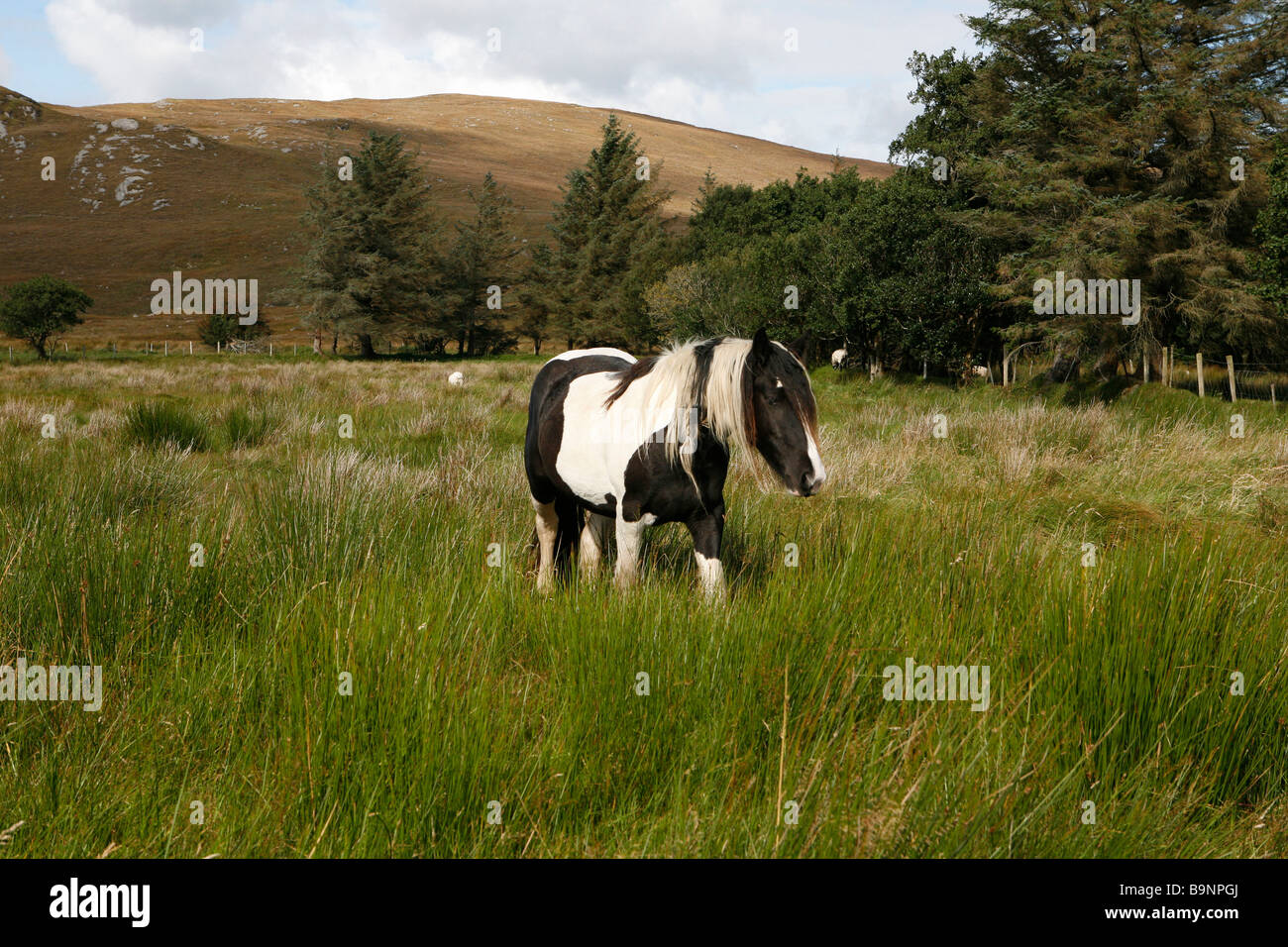 Horse (Tinker) dans les prairies, comté de Donegal, en République d'Irlande. Banque D'Images