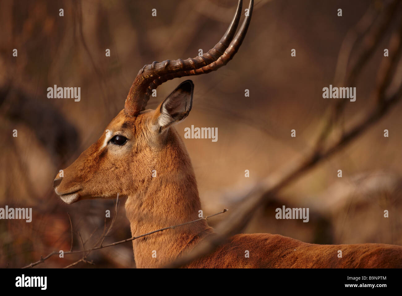 Un taureau impala, Kruger National Park, Afrique du Sud Banque D'Images
