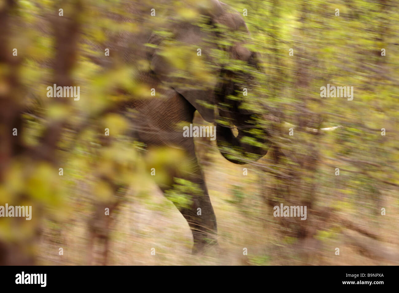 Un éléphant sur l'adoption, dans la brousse africaine, Kruger National Park, Afrique du Sud Banque D'Images