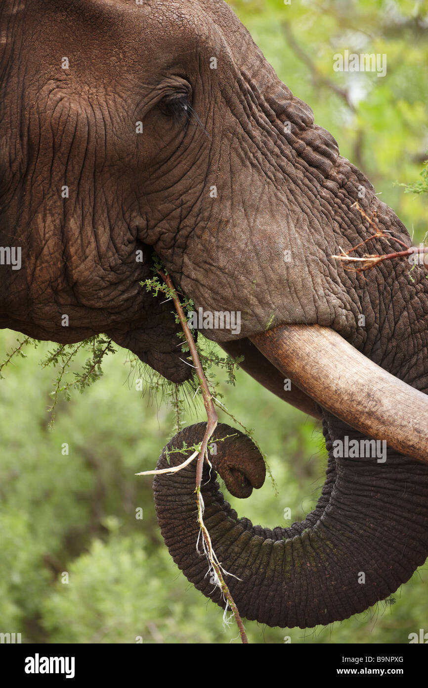 Un détail d'une tête d'éléphant et l'alimentation des défenses dans la brousse, Kruger National Park, Afrique du Sud Banque D'Images