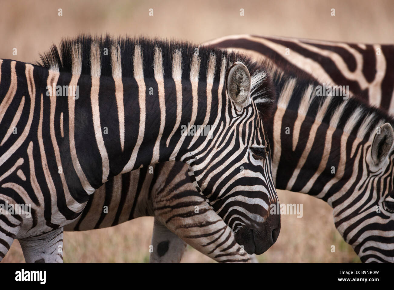 Famille d'Burchellls zebra dans la brousse, Kruger National Park, Afrique du Sud Banque D'Images