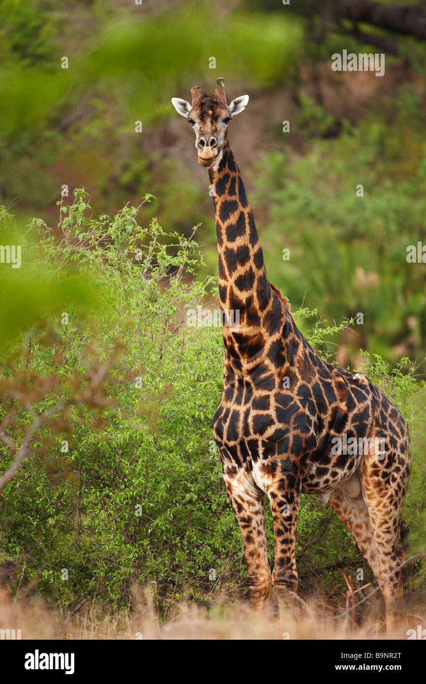 Girafe dans la brousse, Kruger National Park, Afrique du Sud Banque D'Images