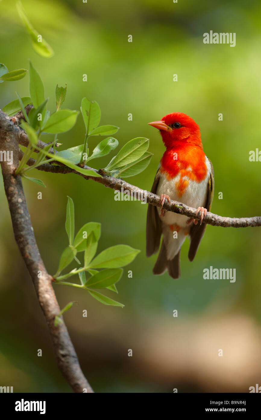 Red Headed weaver oiseau sur une branche, Kruger National Park, Afrique du Sud Banque D'Images