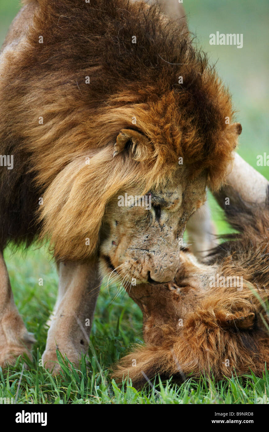 Deux lions mâles le collage dans la brousse, Kruger National Park, Afrique de l'Soiuth Banque D'Images