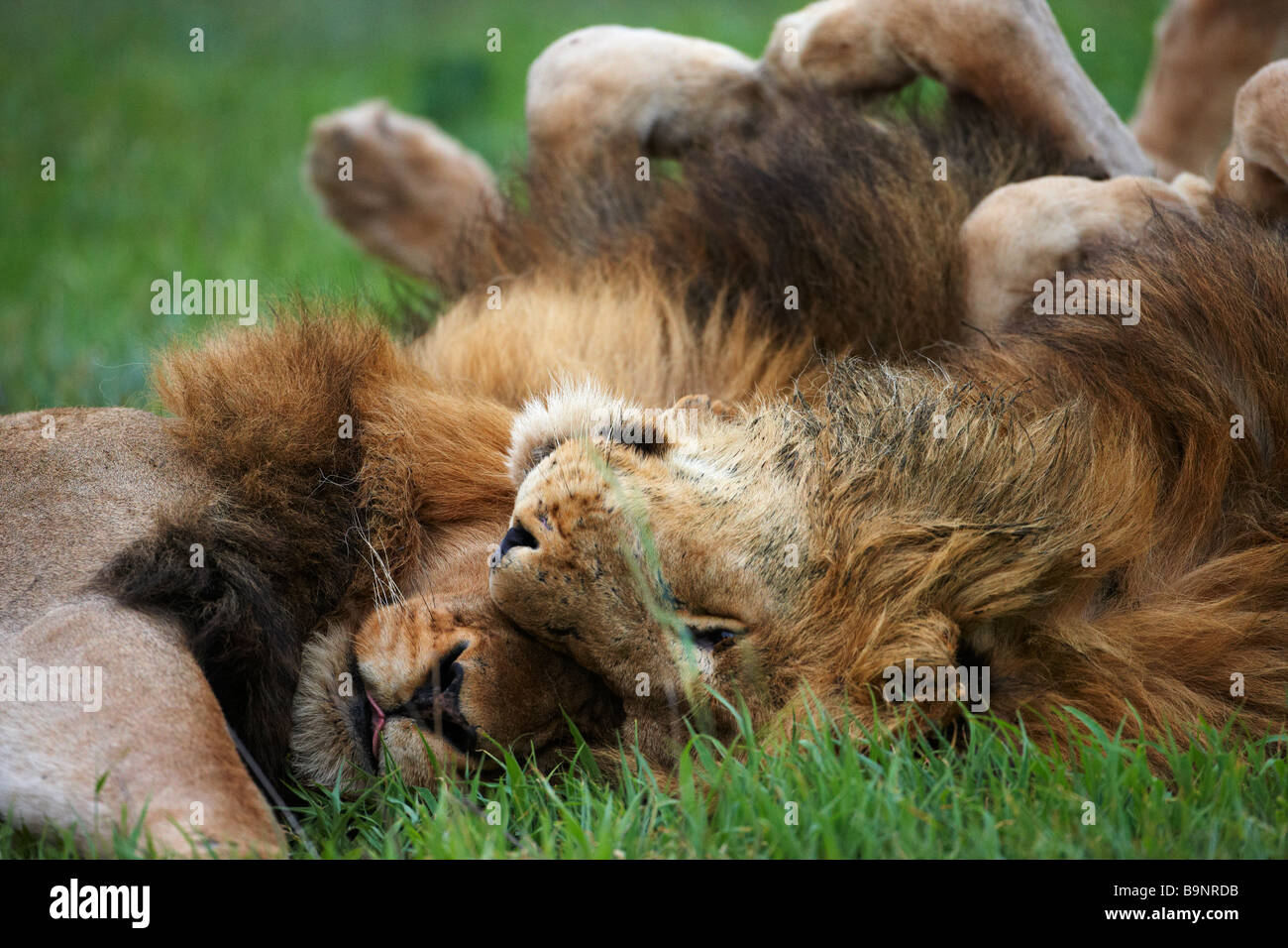 Deux lions mâles le collage dans la brousse, Kruger National Park, Afrique du Sud Banque D'Images