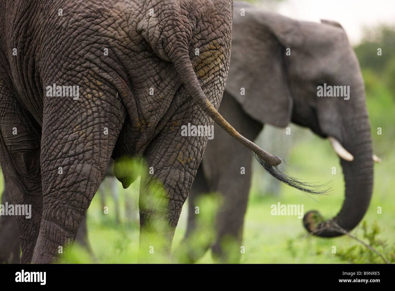 L'aspect frontal et arrière de deux éléphants africains dans la brousse, Kruger National Park, Afrique du Sud Banque D'Images