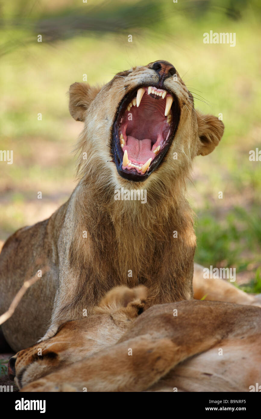 Le bâillement lionne dans la brousse avec sleeping cat, Kruger National Park, Afrique du Sud Banque D'Images