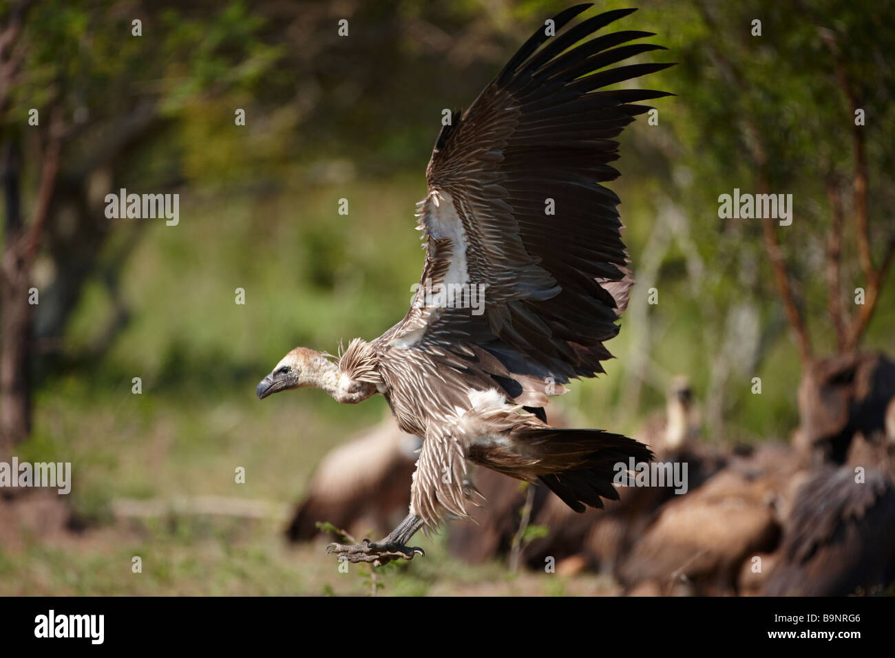 Vautour landing pour nourrir à partir d'une carcasse, Kruger National Park, Afrique du Sud Banque D'Images