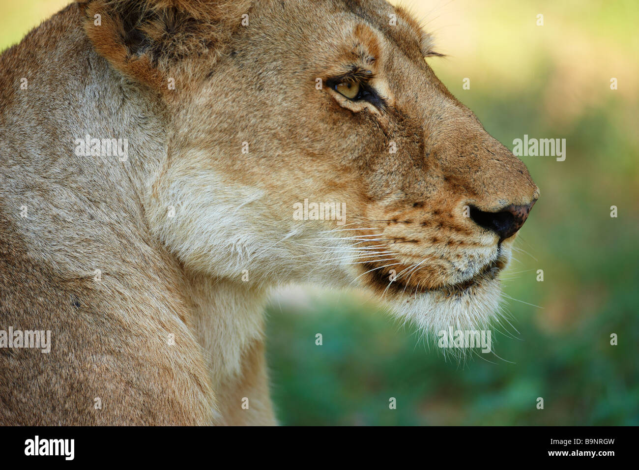 Portrait d'une lionne dans la brousse, Kruger National Park, Afrique du Sud Banque D'Images